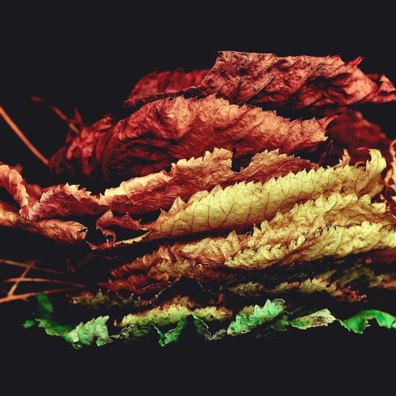 Zapatillas Running Pro